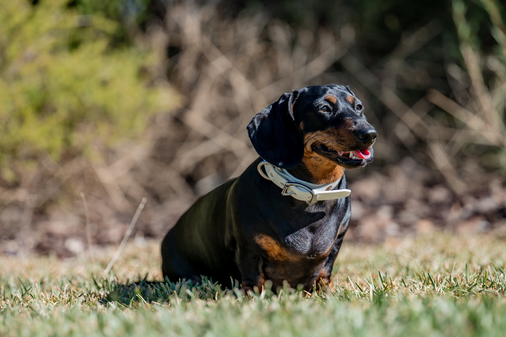 Small Dog Collars 38cm