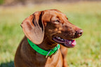 Small Dog Collars 38cm
