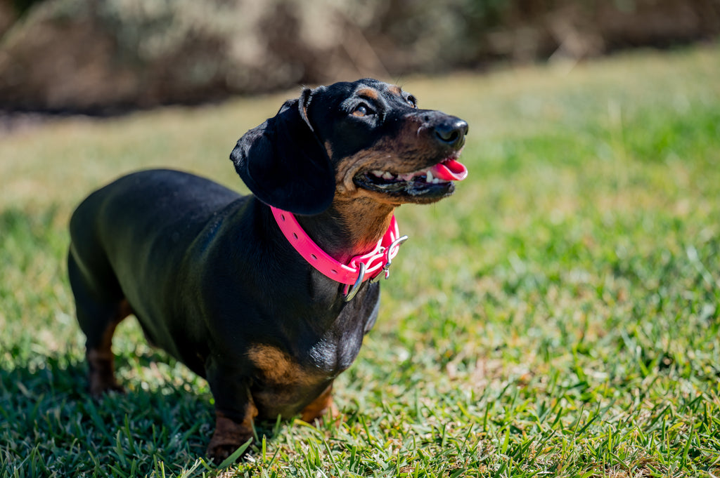 Small Dog Collars 38cm