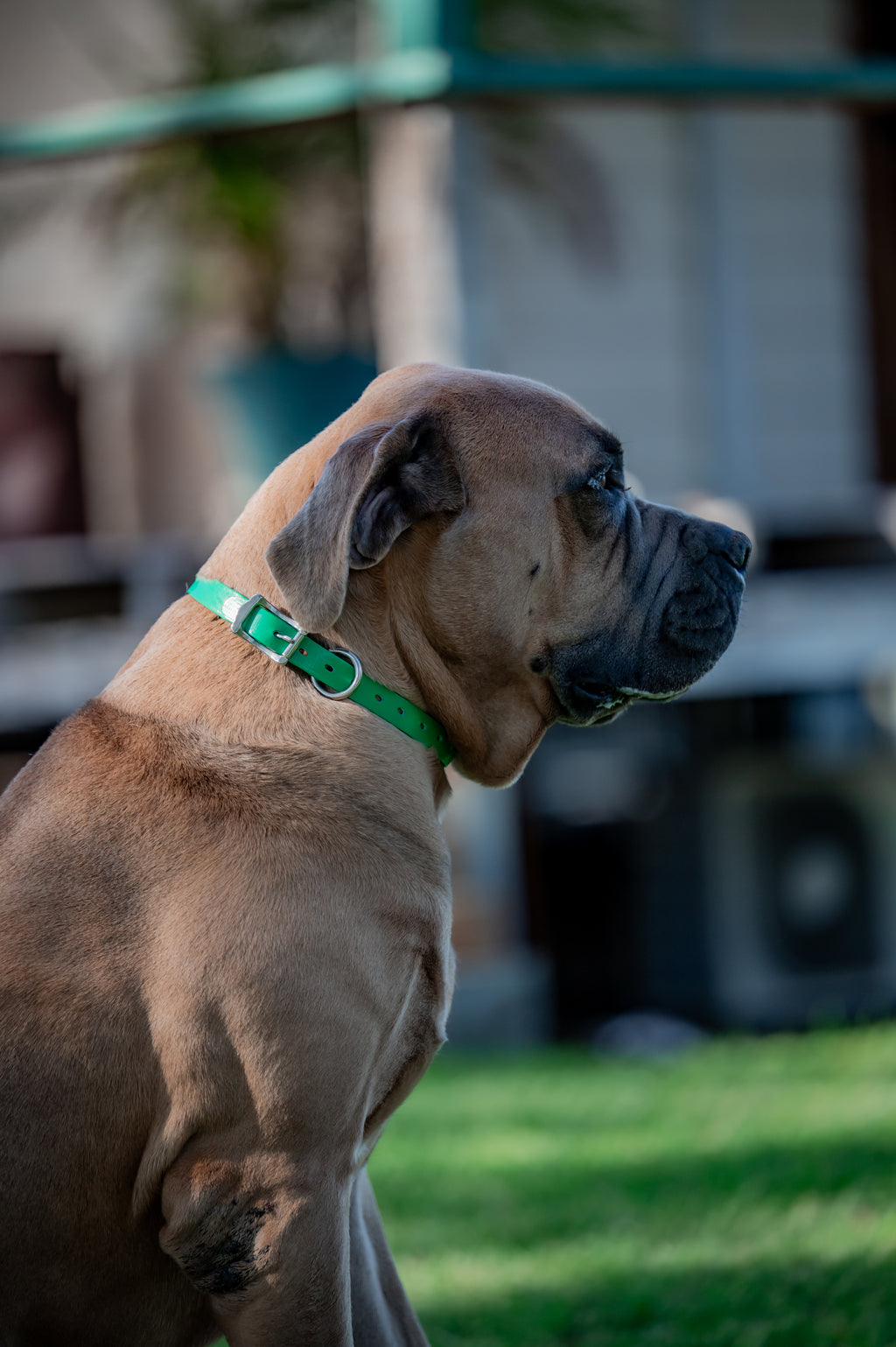 Large Dog Collars 62cm