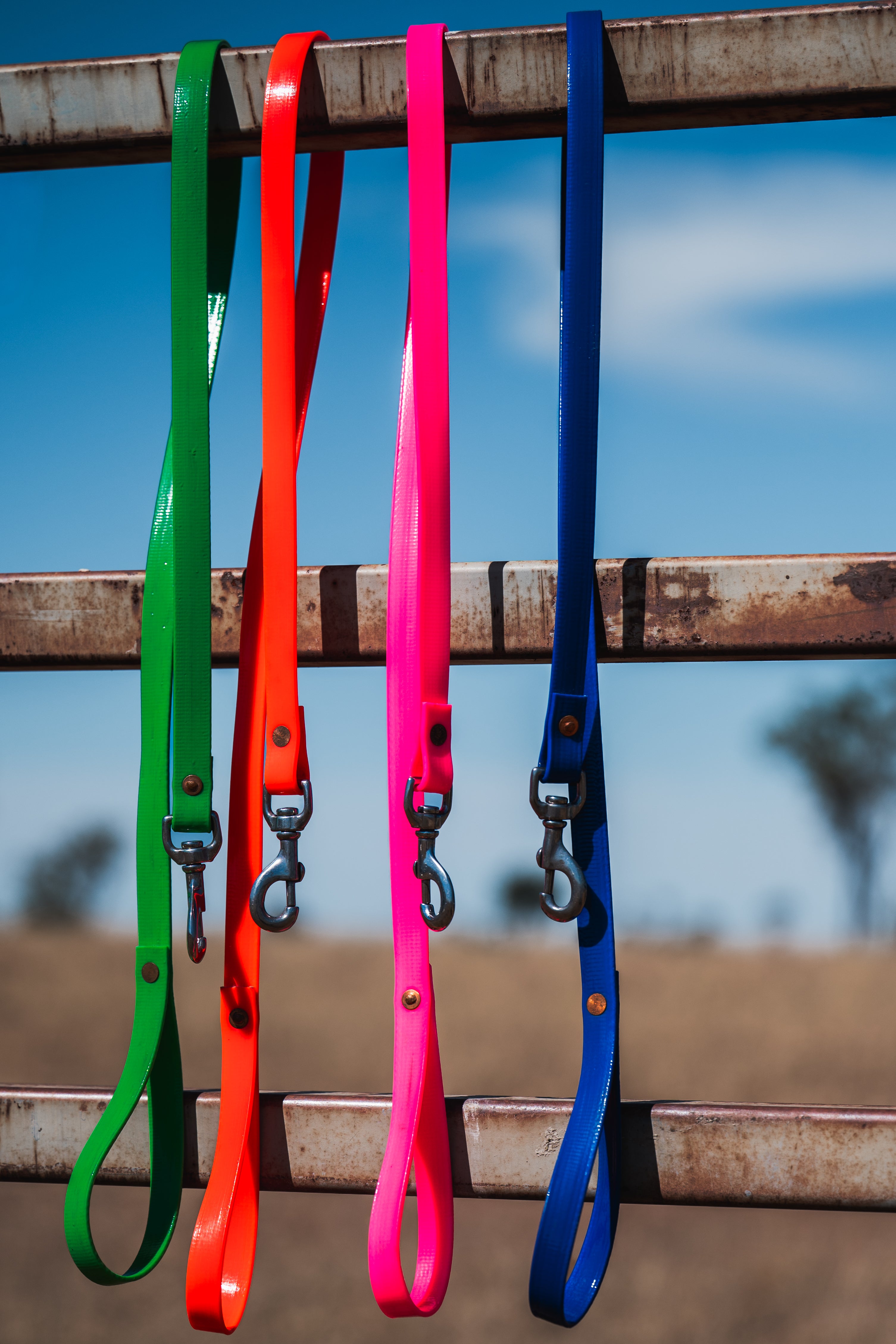 Dog Leads