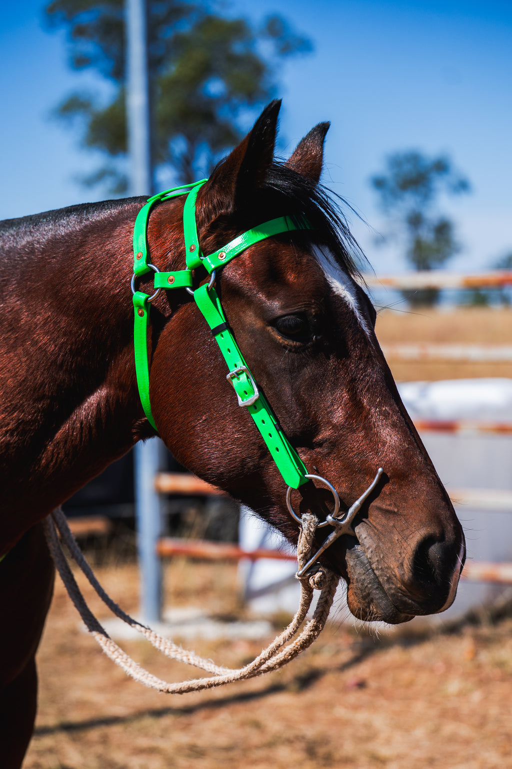 COB Headstall - Double