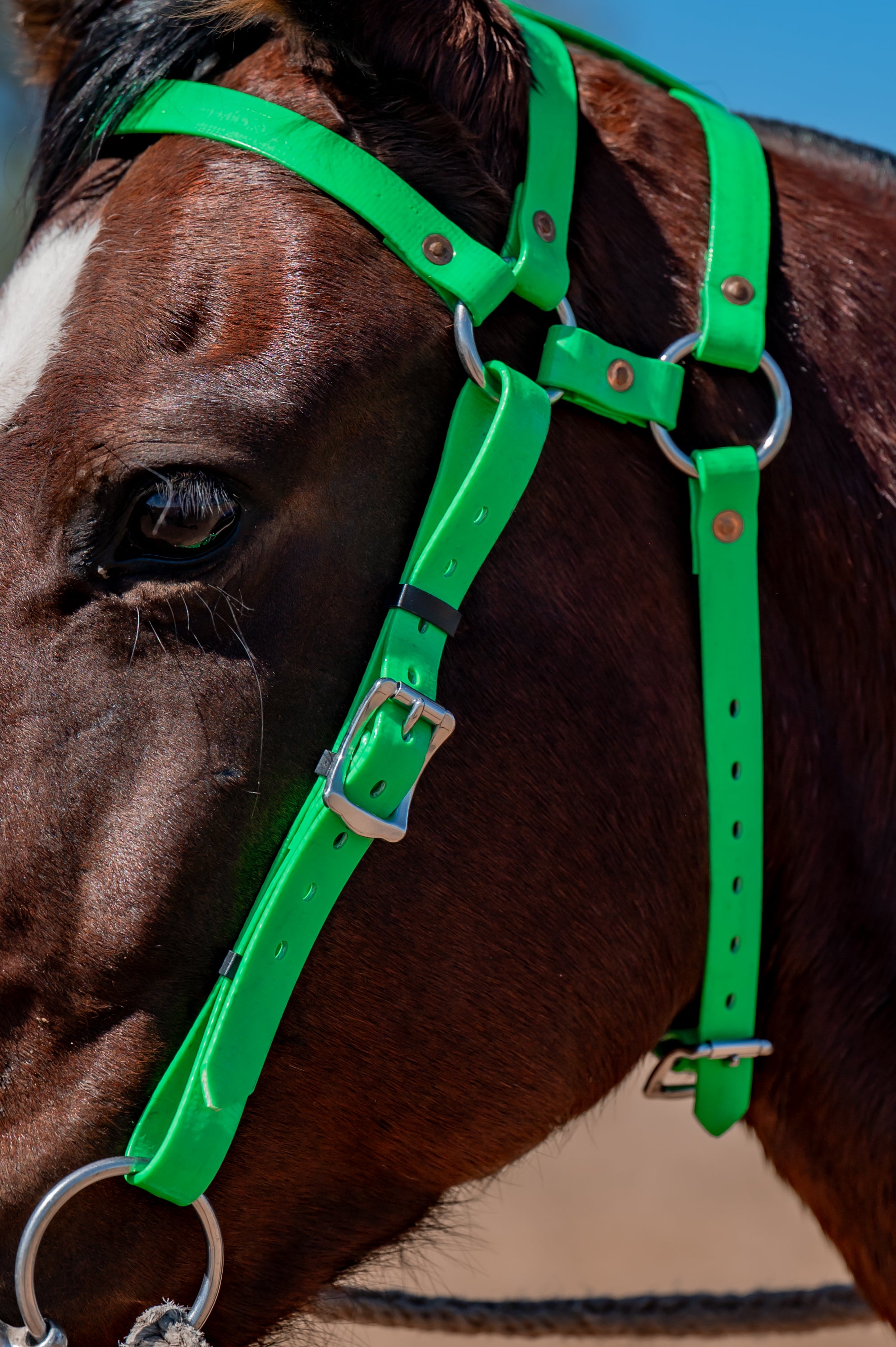 FULL Headstall - Double