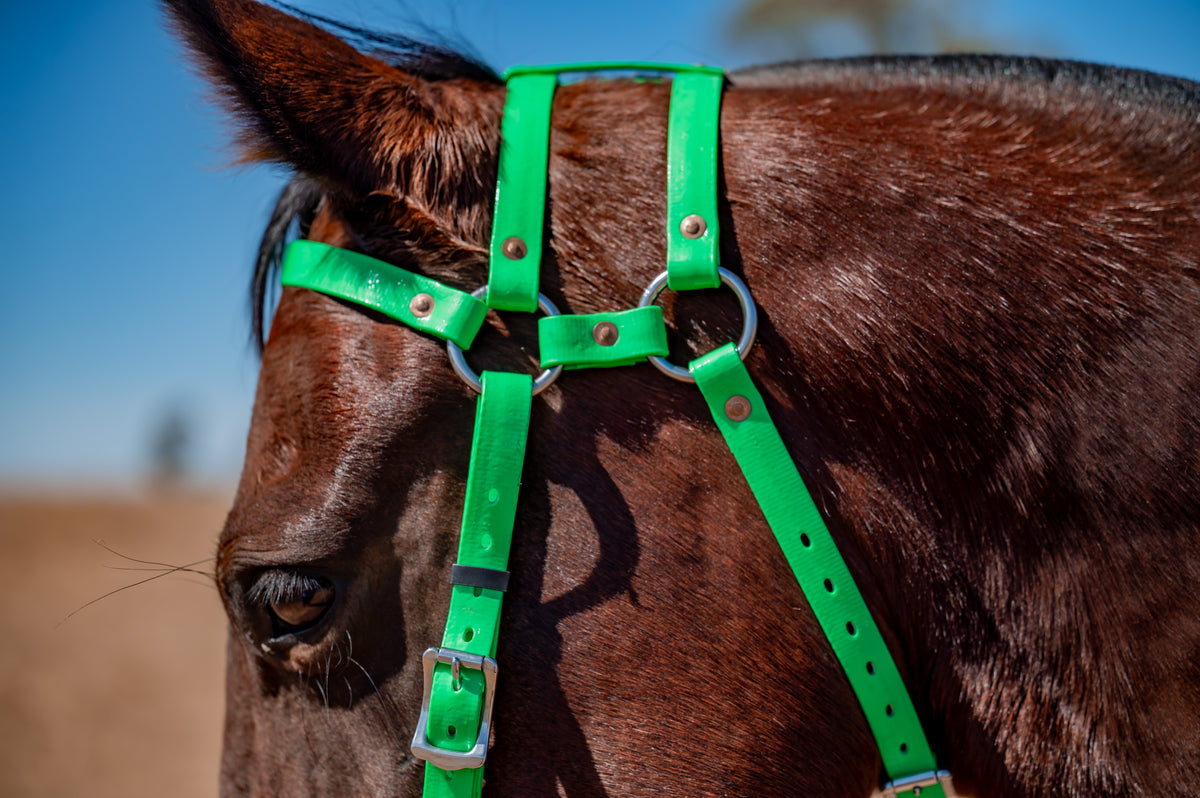 COB Headstall - Double