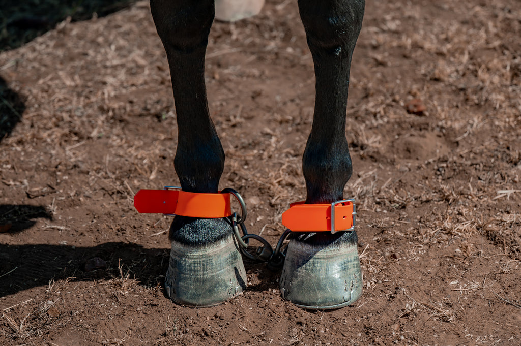 Buckle Hobbles