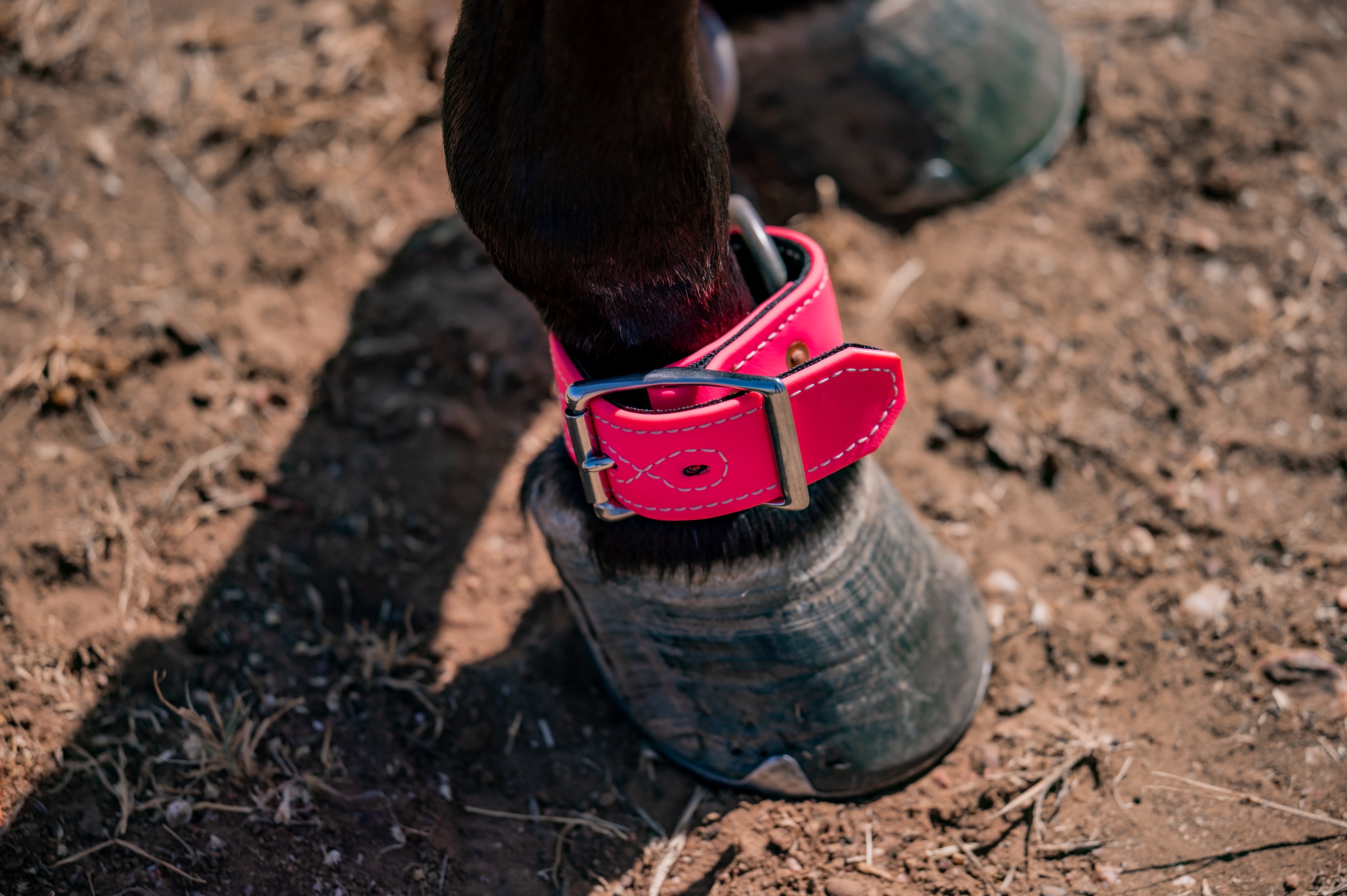 Heavy Duty Buckle Hobbles