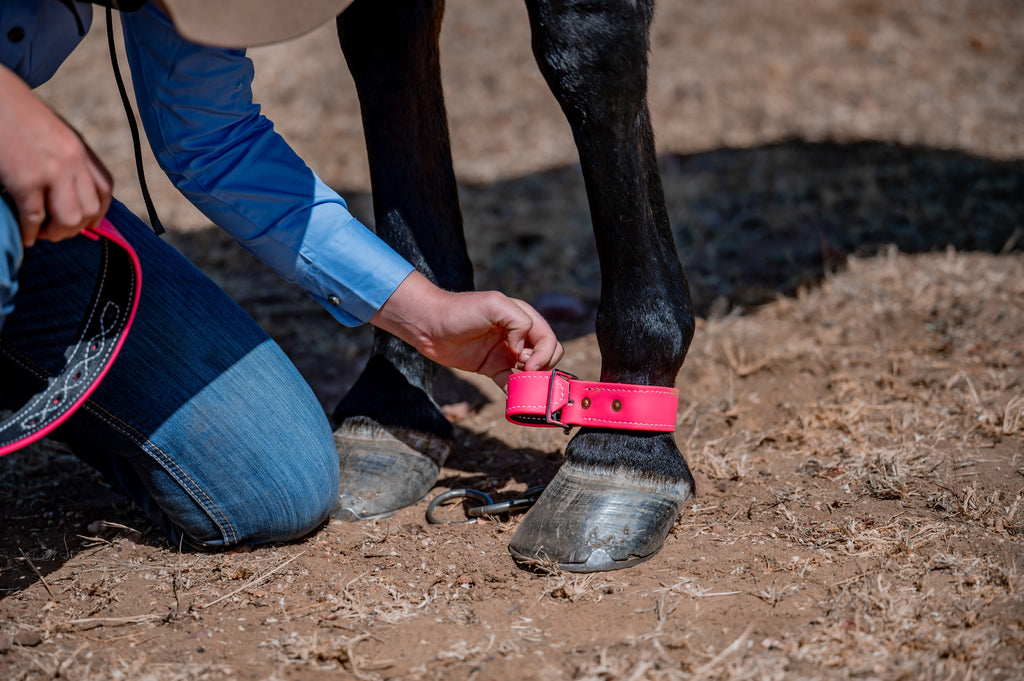 Heavy Duty Buckle Hobbles