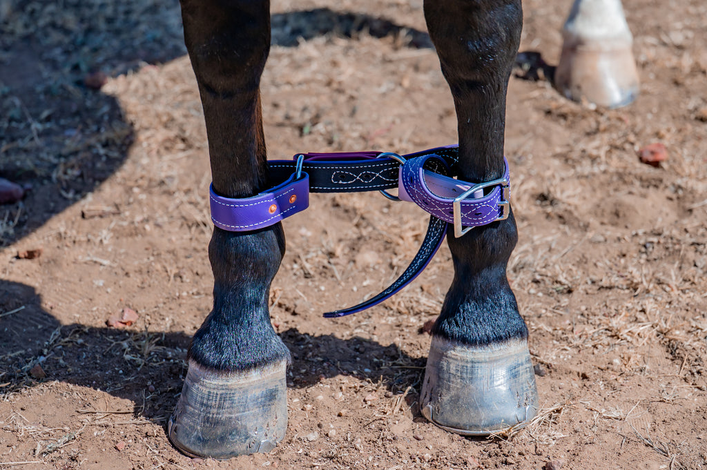 Heavy Duty Two Ring Hobble Belt