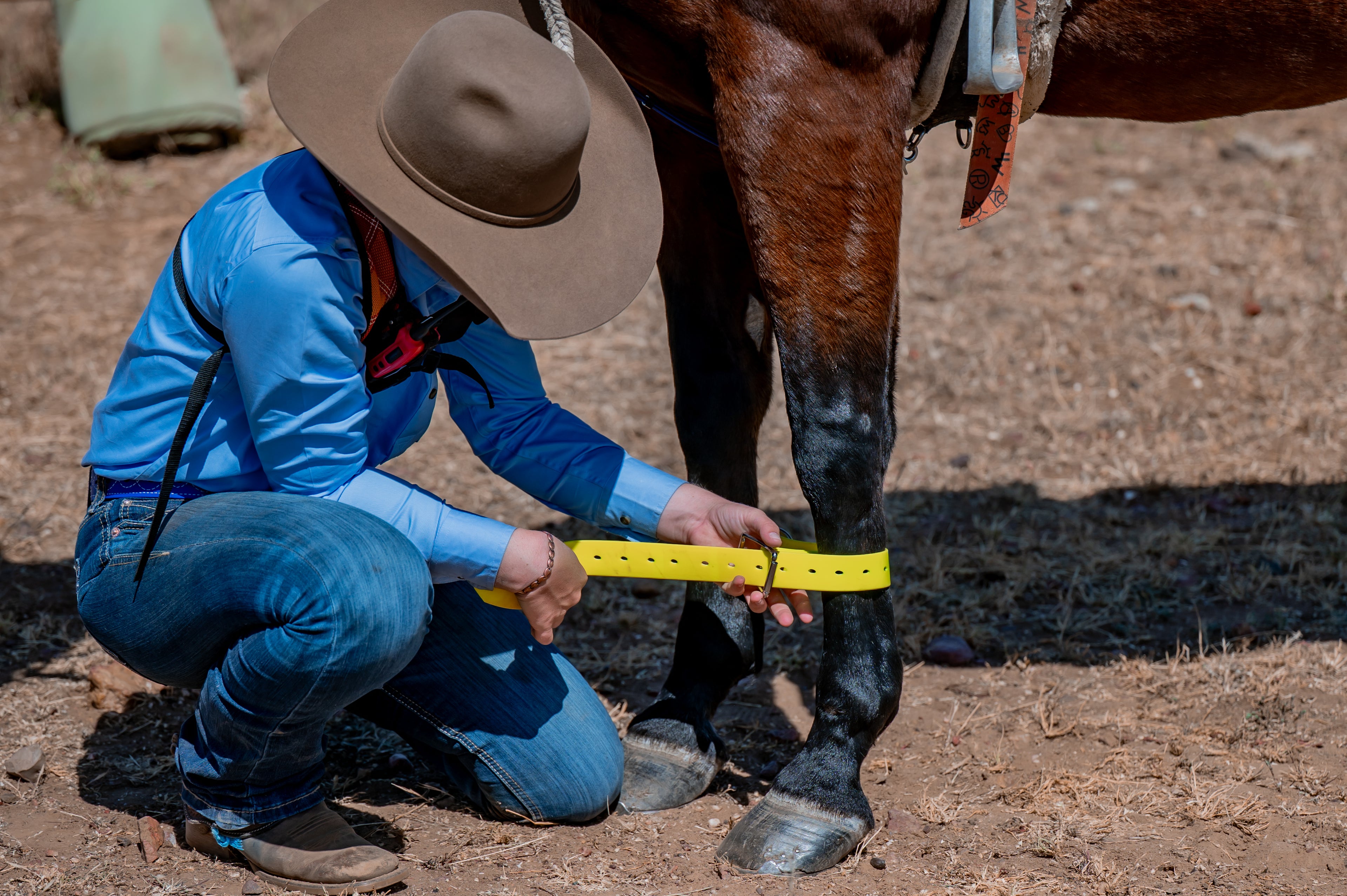 Two Ring Hobble Belt
