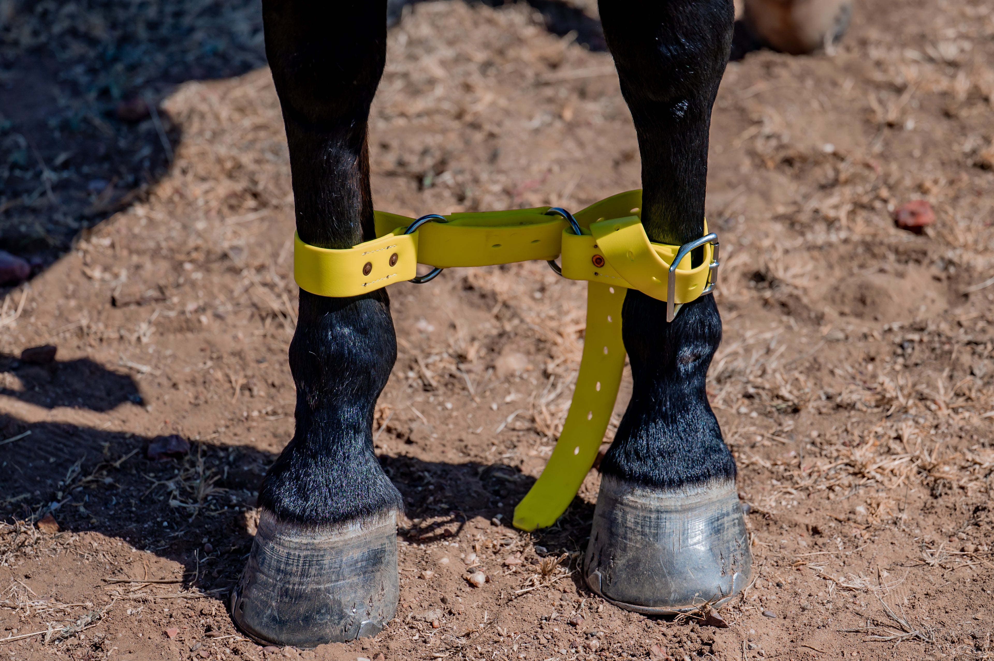 Two Ring Hobble Belt