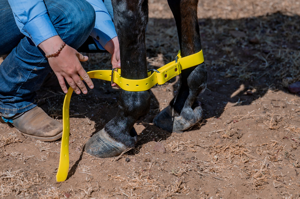 Two Ring Hobble Belt