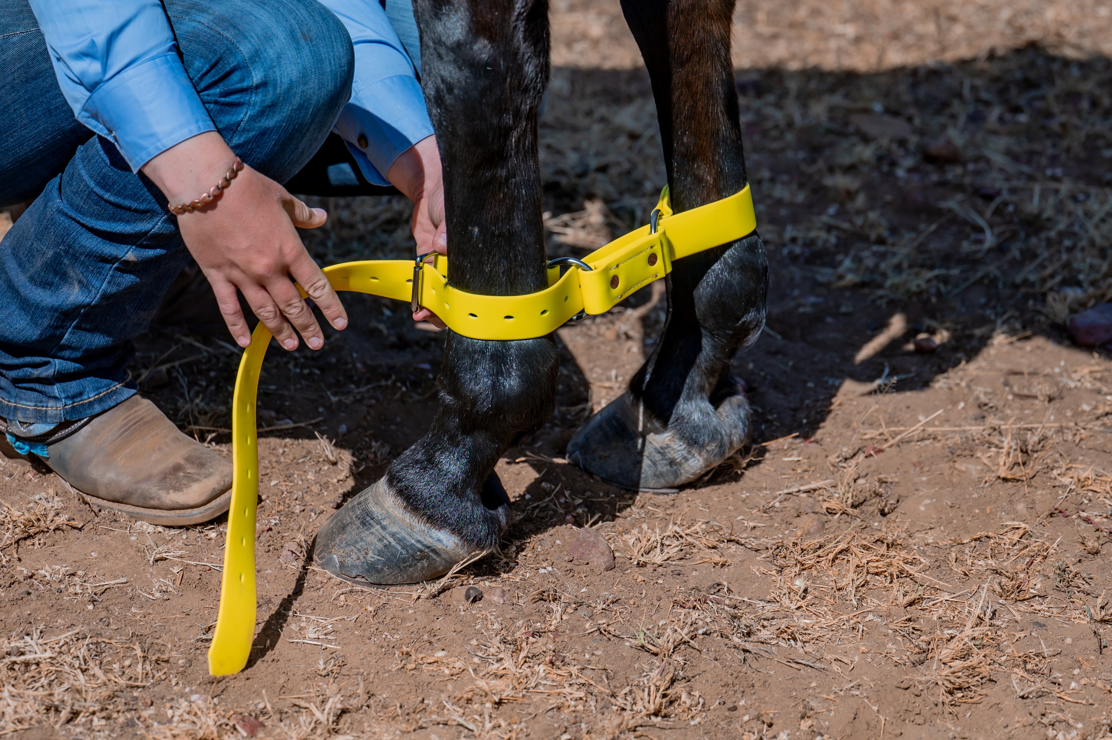 Two Ring Hobble Belt