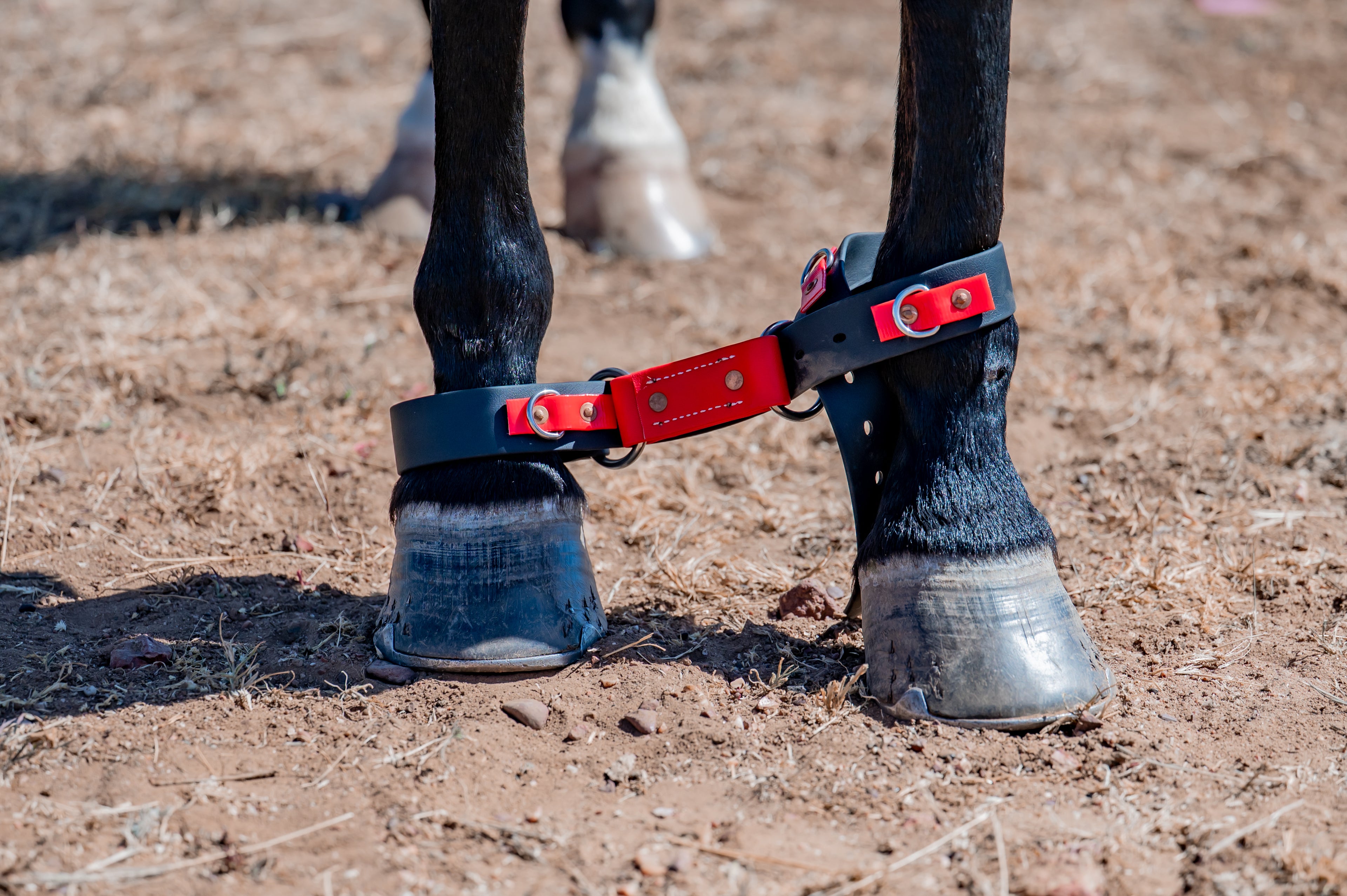 Two Ring Hobble Sit & Stay Belt