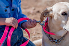 Dog Leads