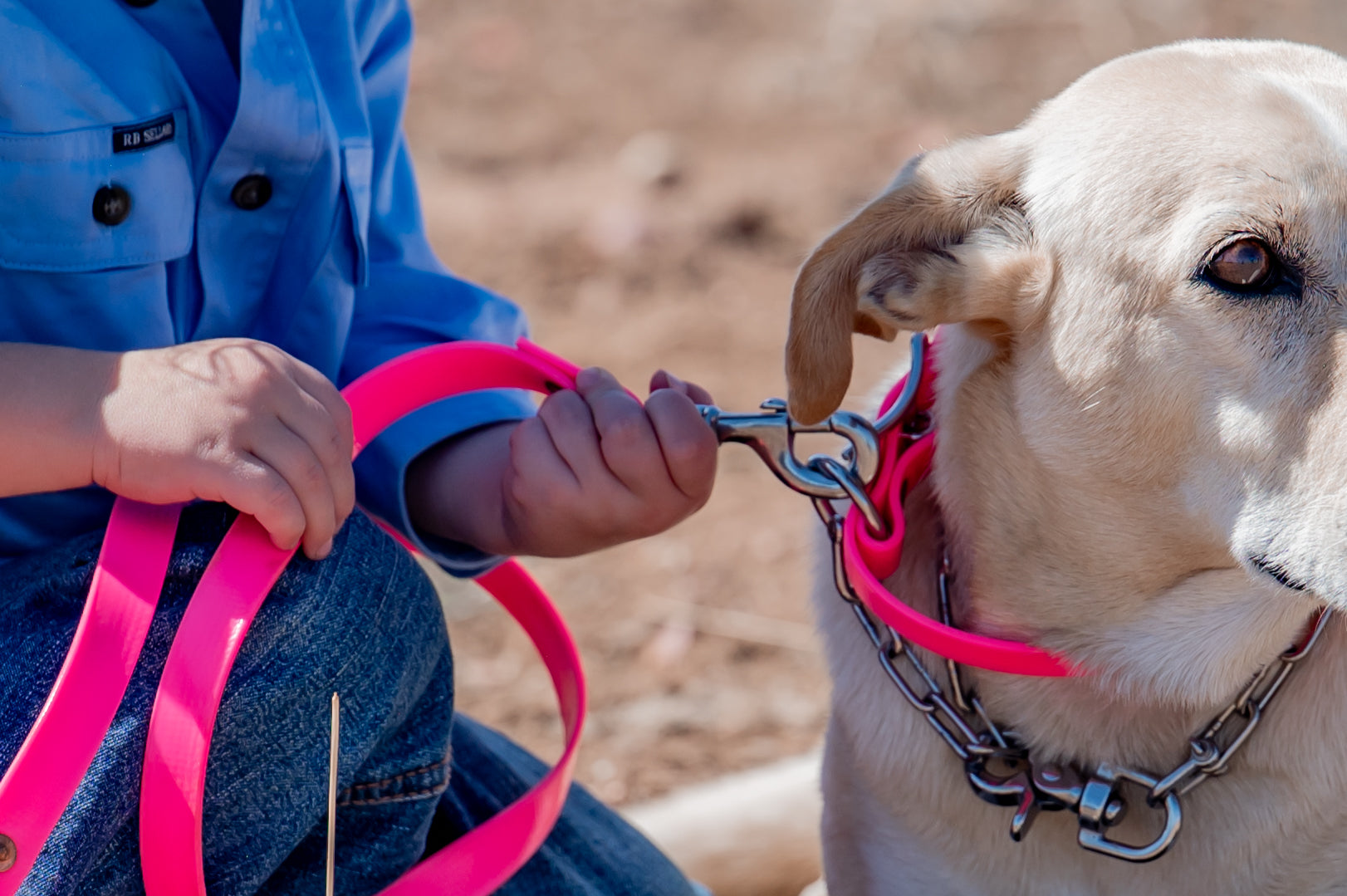 Dog Leads