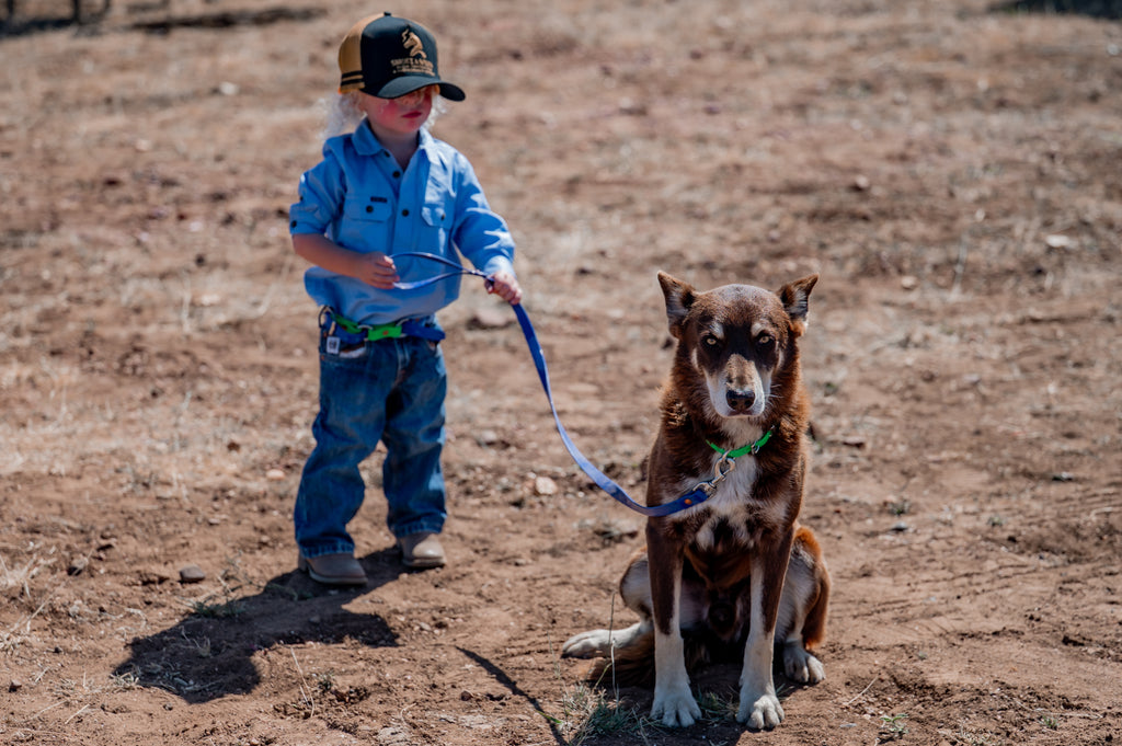 Dog Leads