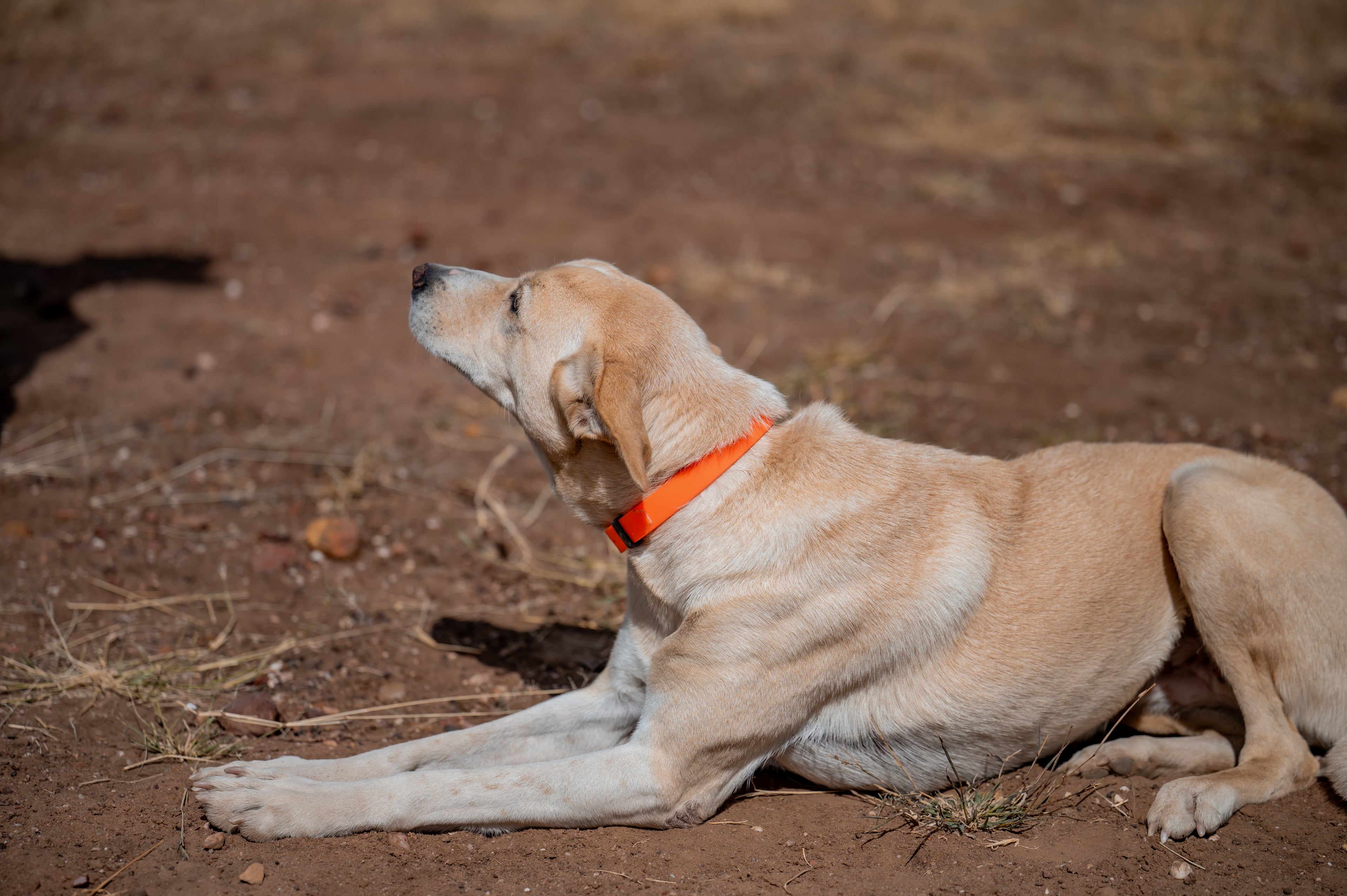 Medium Dog Collars 50cm