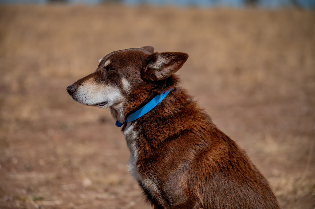 Medium Dog Collars 50cm