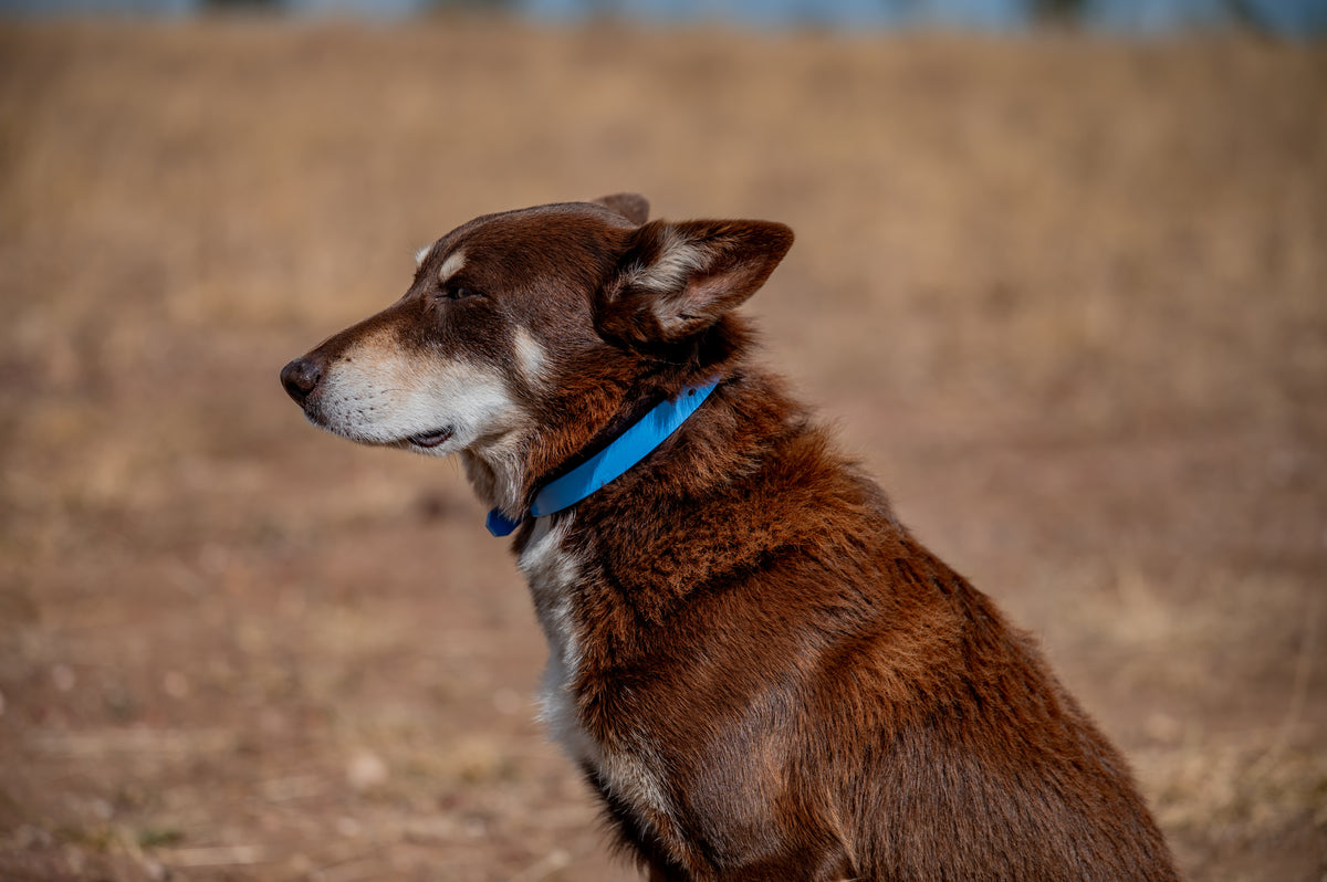 Medium Dog Collars 50cm