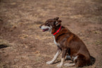 Medium Dog Collars 50cm