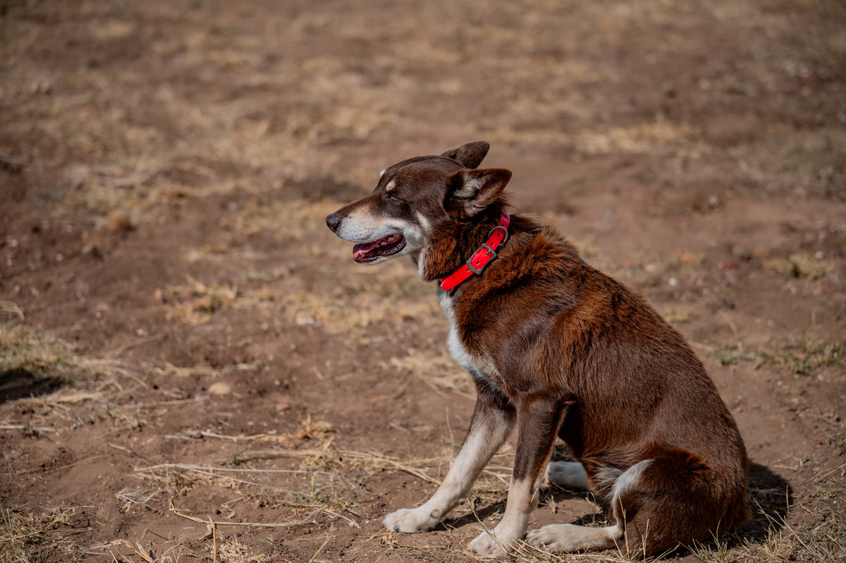 Medium Dog Collars 50cm