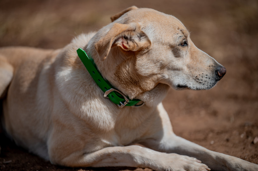 Medium Dog Collars 50cm