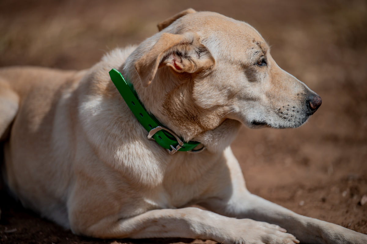 Medium Dog Collars 50cm