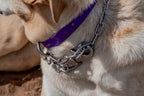 Medium Dog Collars 50cm