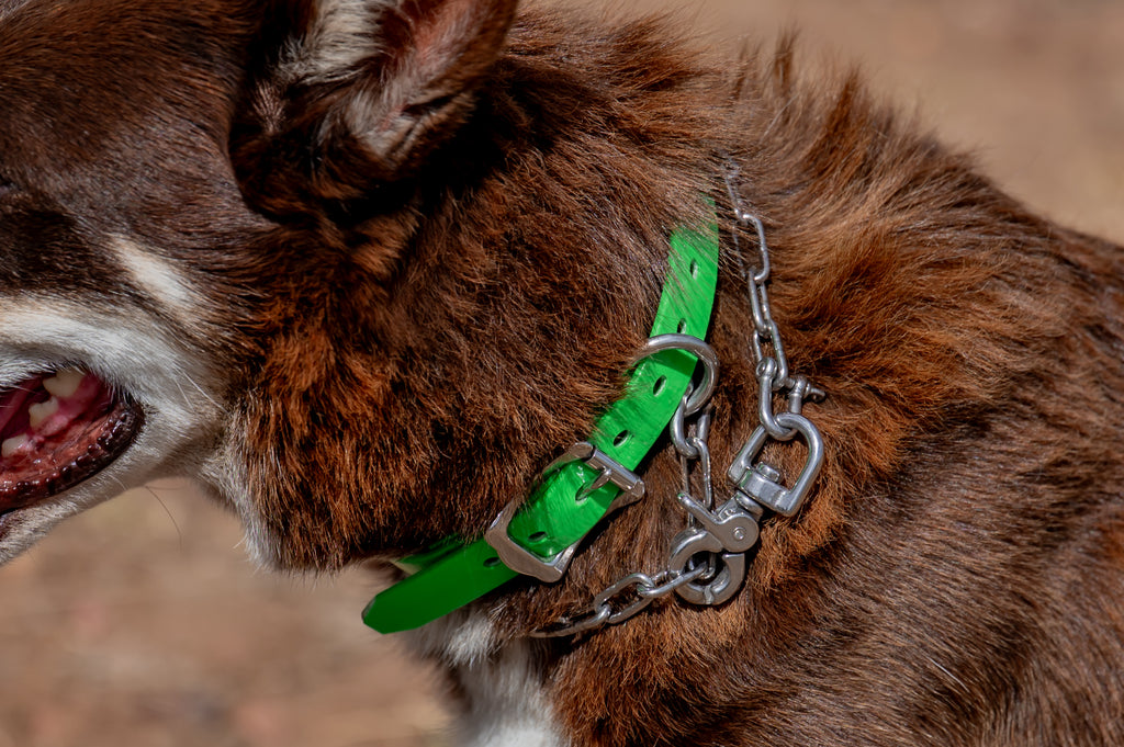 Medium Dog Collars 50cm