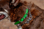 Medium Dog Collars 50cm