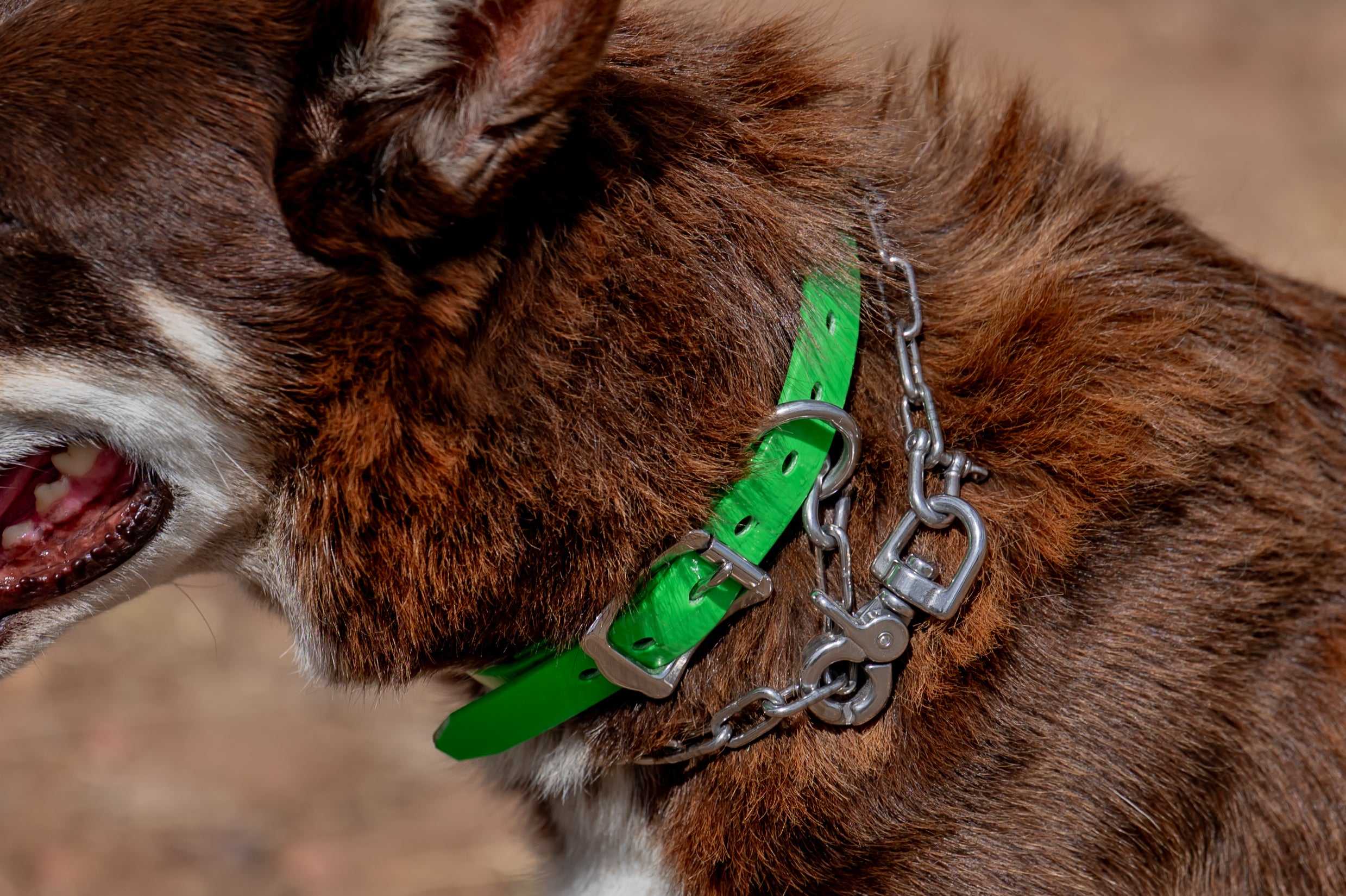 Medium Dog Collars 50cm