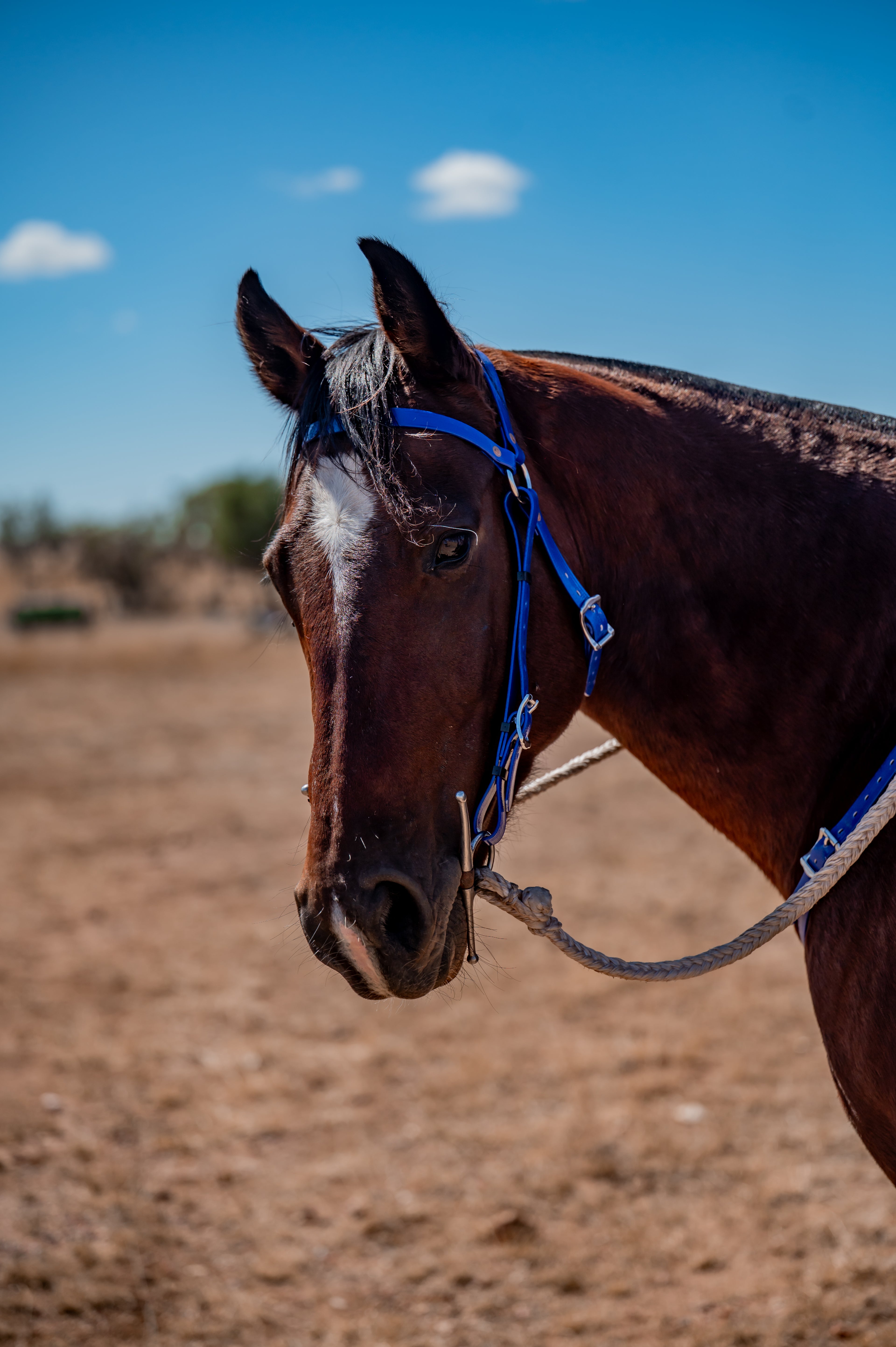 COB Headstall - Single