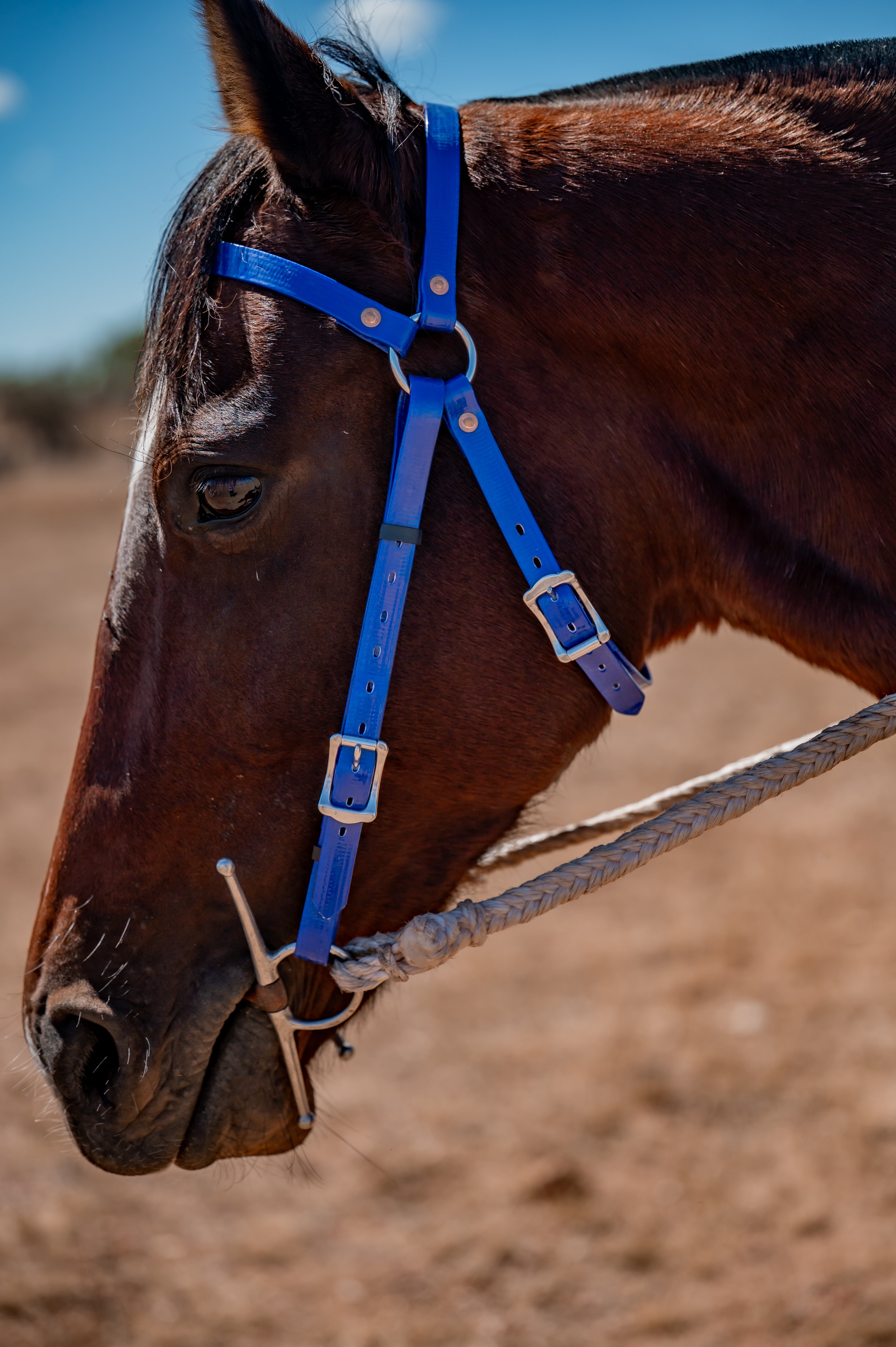 COB Headstall - Single