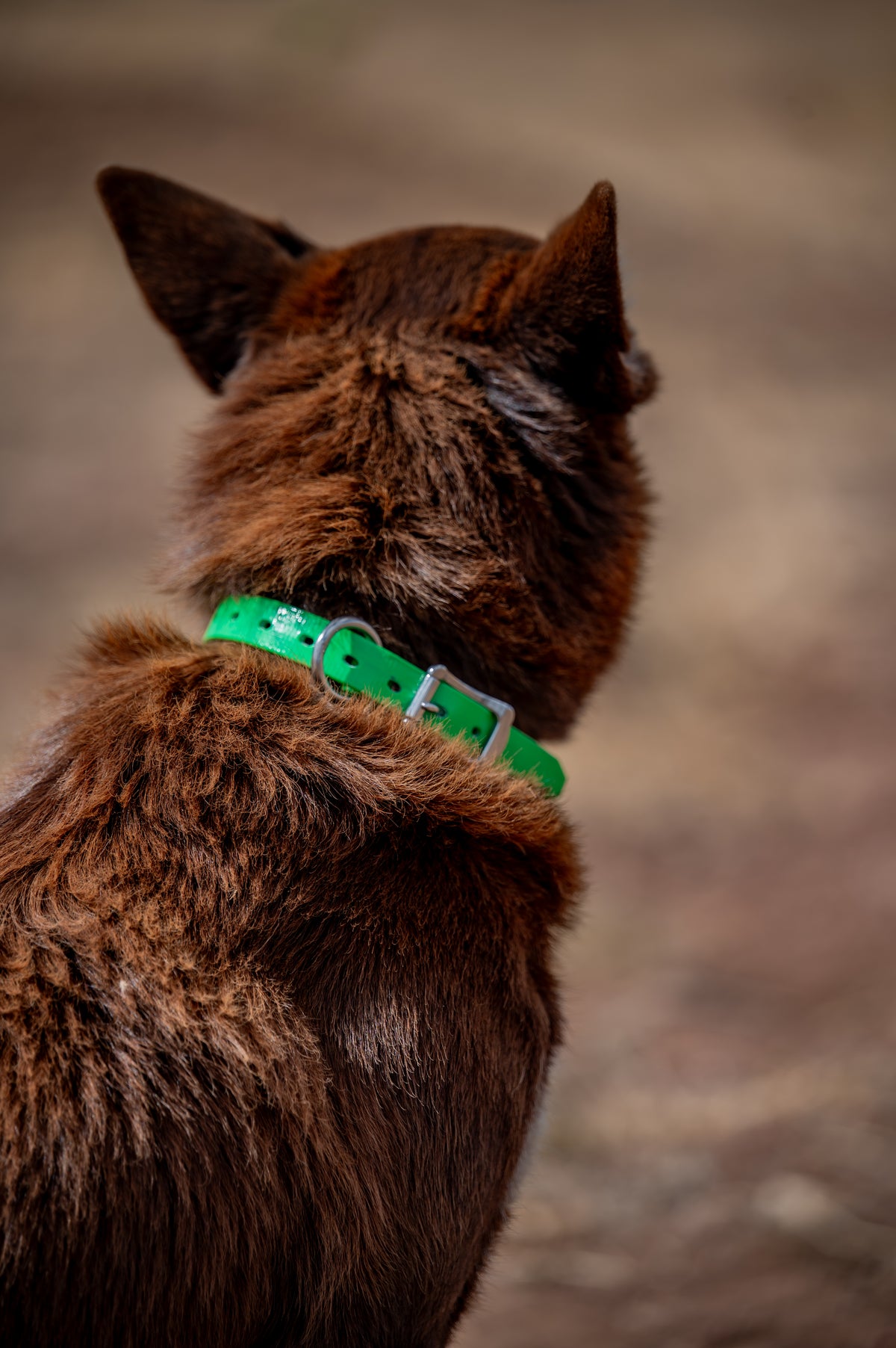 Medium Dog Collars 50cm
