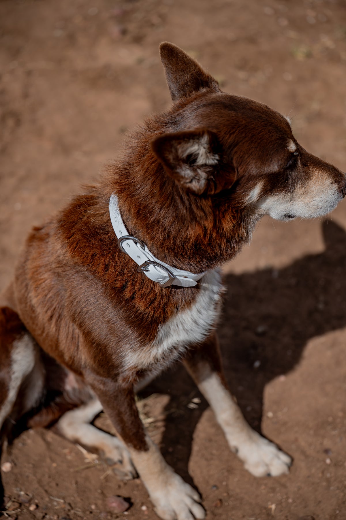 Medium Dog Collars 50cm
