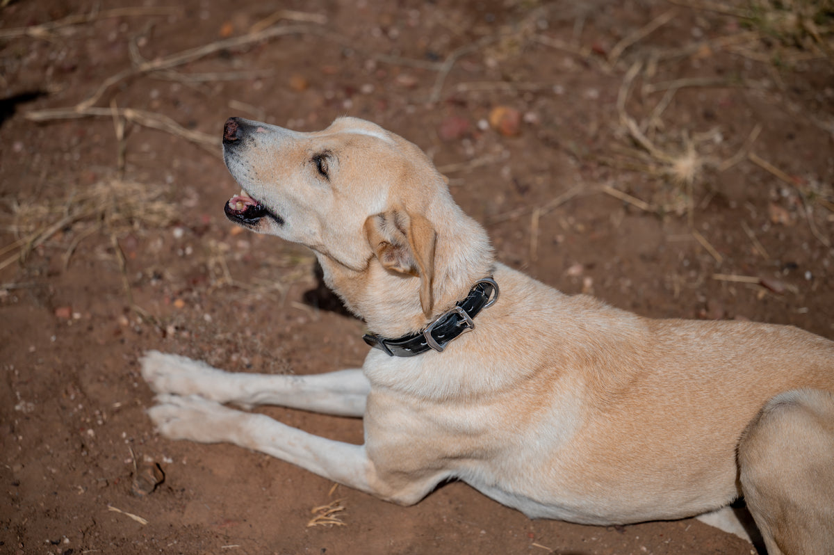 Medium Dog Collars 50cm