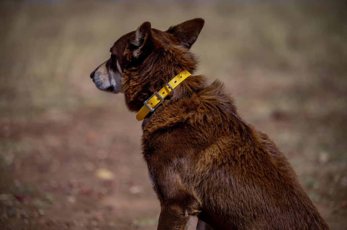 Medium Dog Collars 50cm