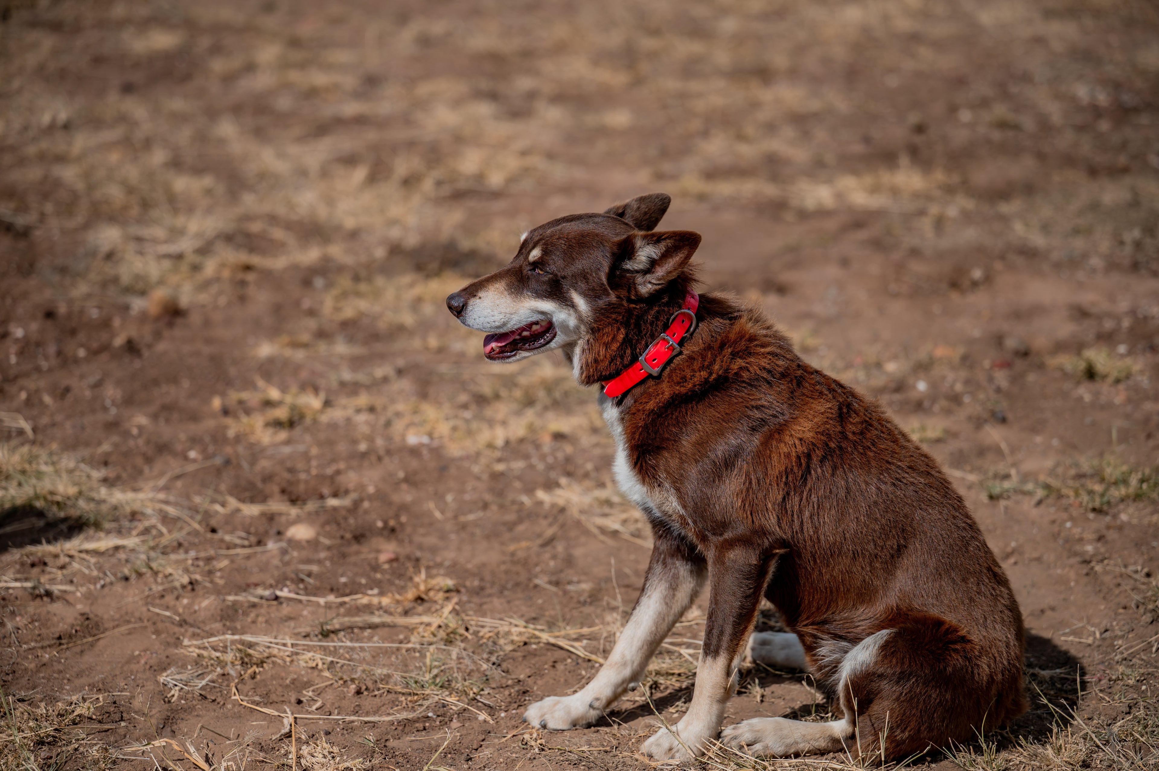 Medium Dog Collars 50cm