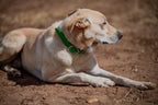 Medium Dog Collars 50cm