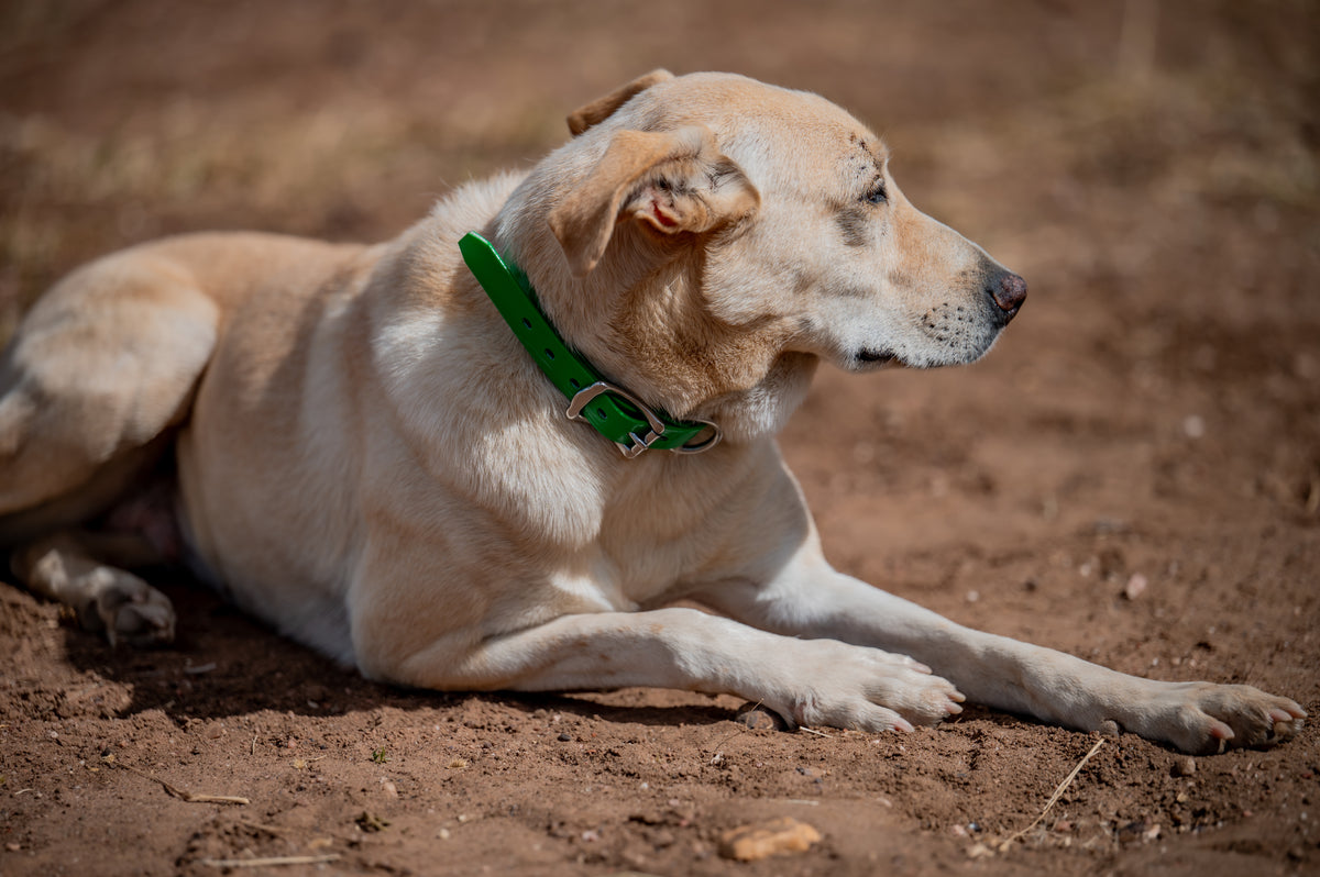 Medium Dog Collars 50cm