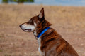 Medium Dog Collars 50cm