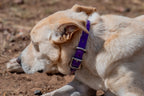 Medium Dog Collars 50cm