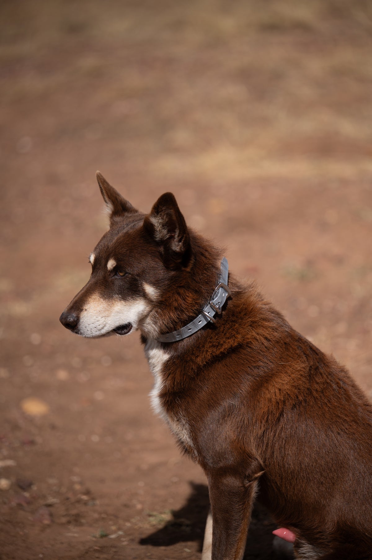 Medium Dog Collars 50cm