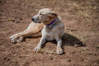 Medium Dog Collars 50cm