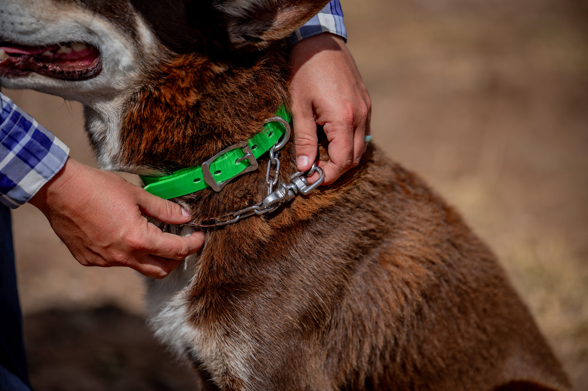 Medium Dog Collars 50cm